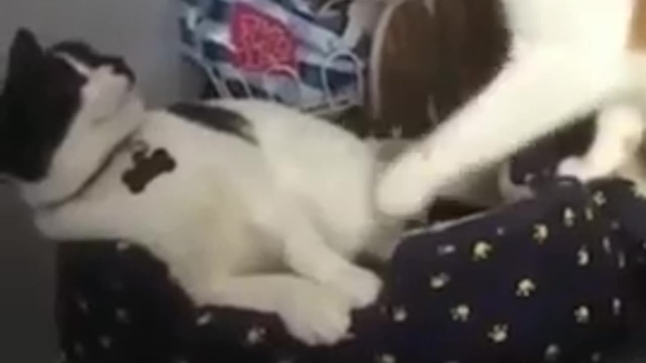 shorts_Funny_Animals_Videos,_Funny_Animals_Shorts_#atharvallinone_#funnyanimals_#funnyanimalvideos