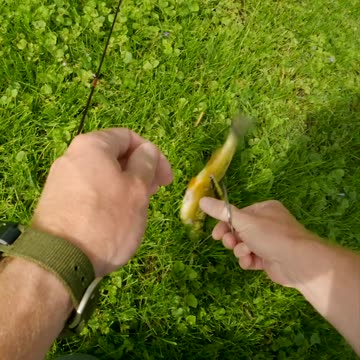 Golden Shiner SMOKES my Jerkbait while Bass Fishing