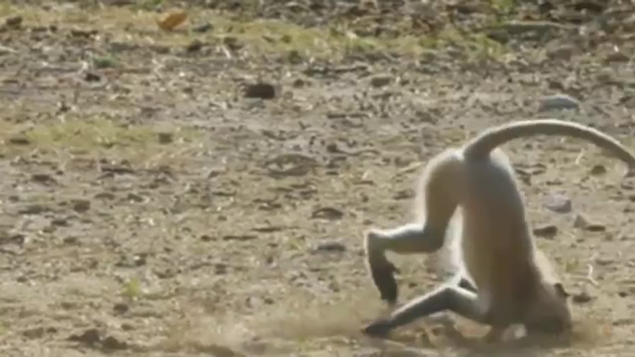 Funny Monkey story