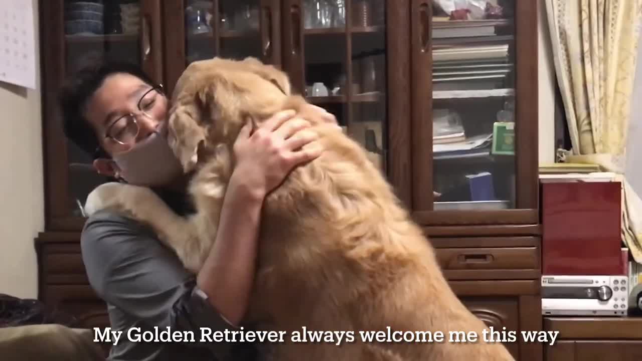 How Golden Retriever welcome me at home from a stressful day