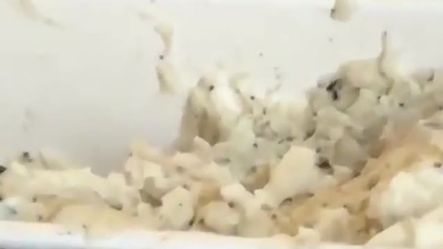 One scööp pls (ig craazyonyou)