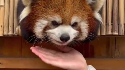 Red panda