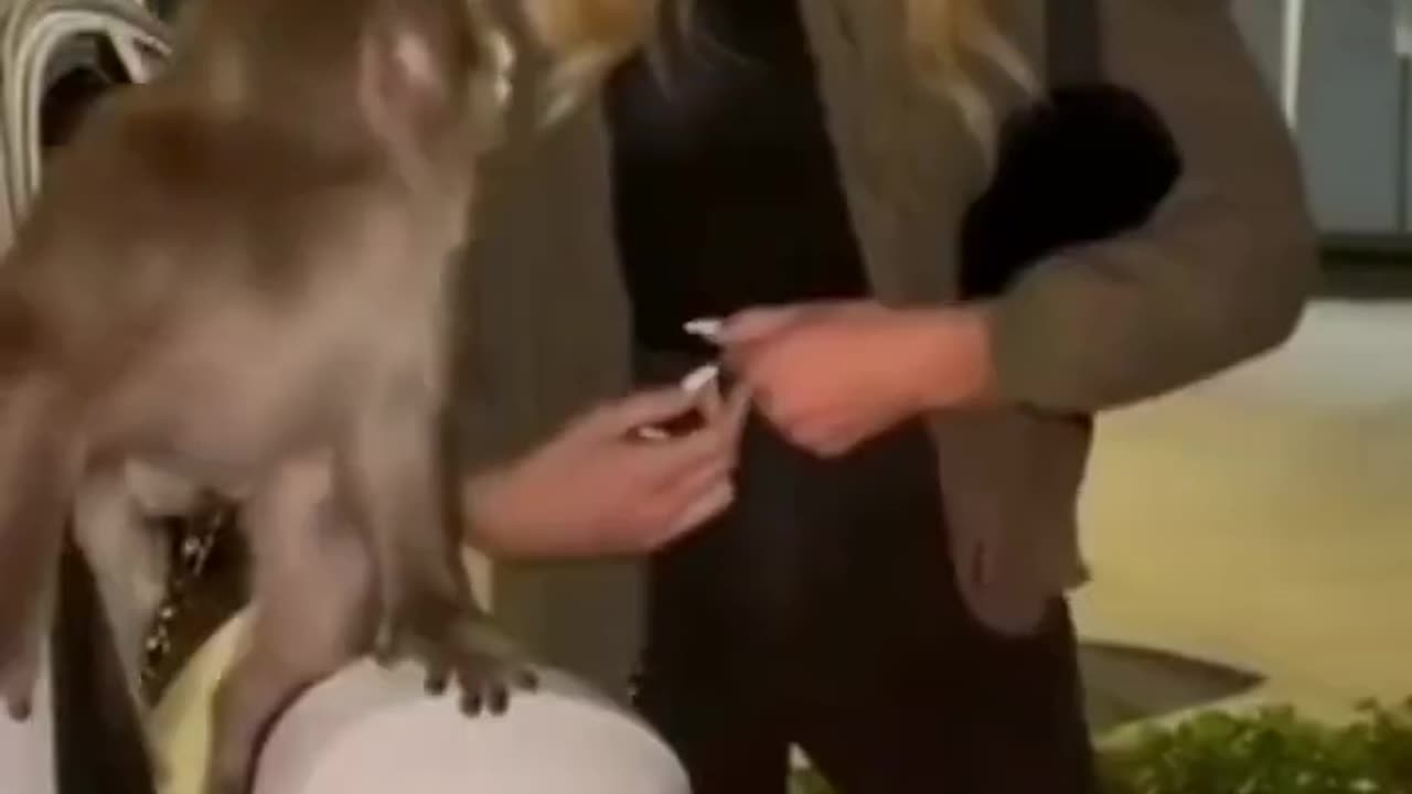 #wee funny videos