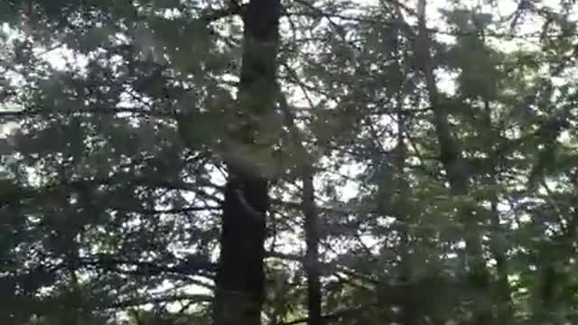 Porcupine Awesome climbing skills