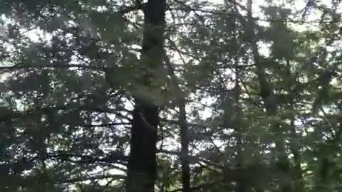 Porcupine Awesome climbing skills