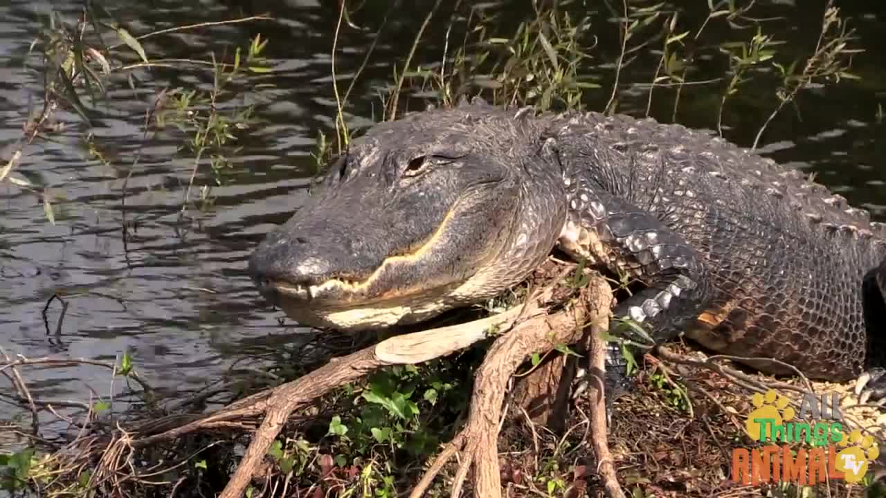 ALLIGATOR * | Animals For Kids | All Things Animal