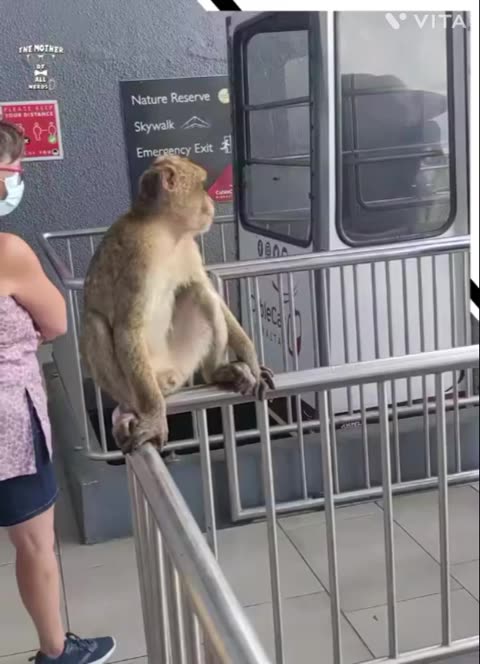videos of a funny monkey