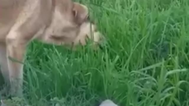 Dog Eating Grass