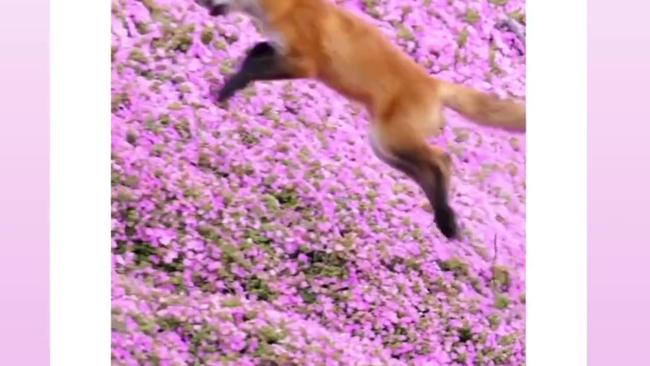 Happy animal