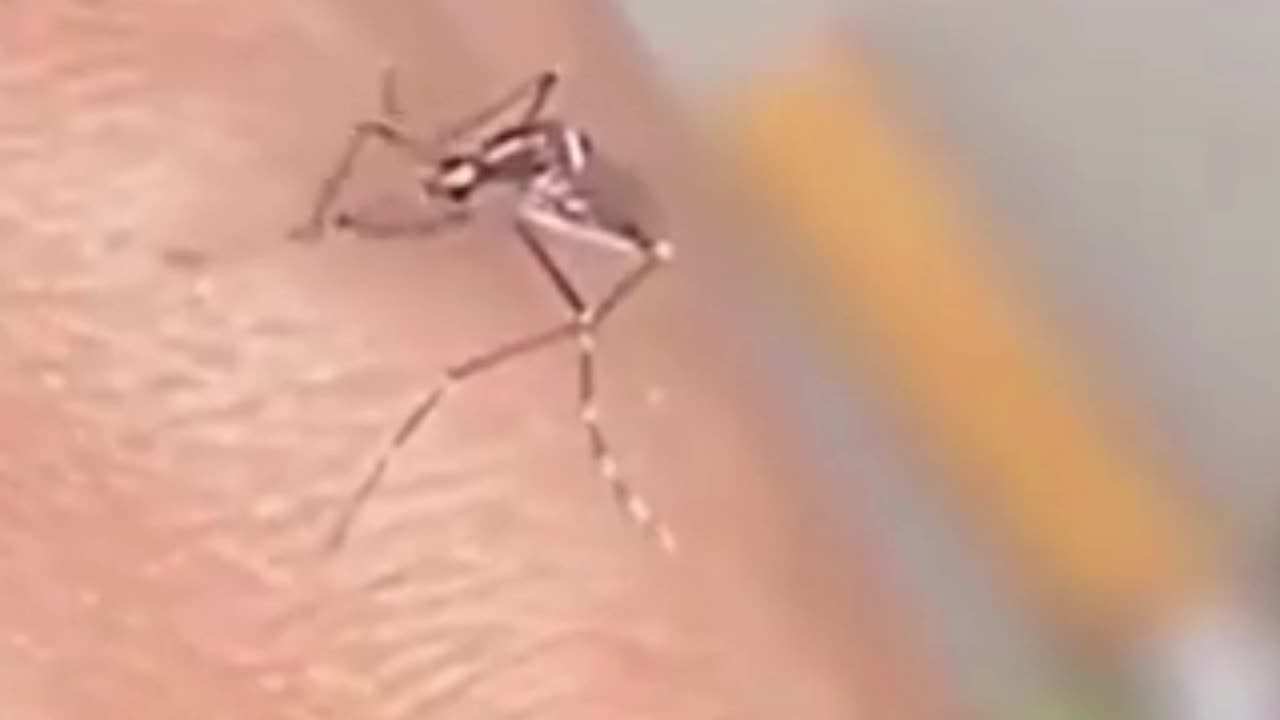 Mosquito can't bite me