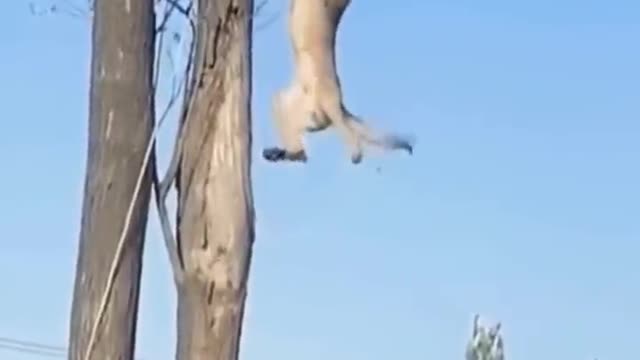 Ability of animals
