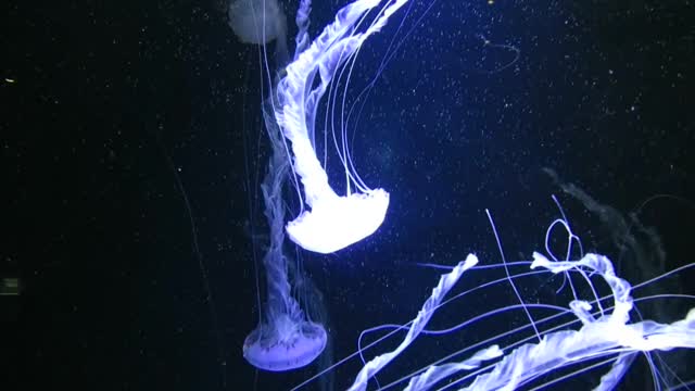 Jelly fish illuminating