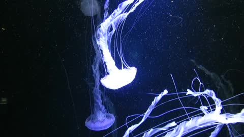 Jelly fish illuminating