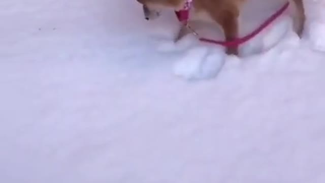 This Funny and Insane dogs