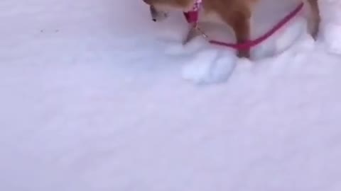 This Funny and Insane dogs