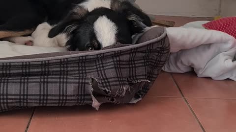 Mylo looking through his bed