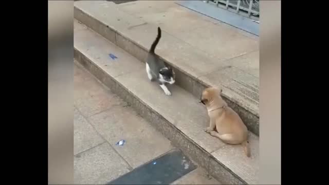 Funny pets playing together