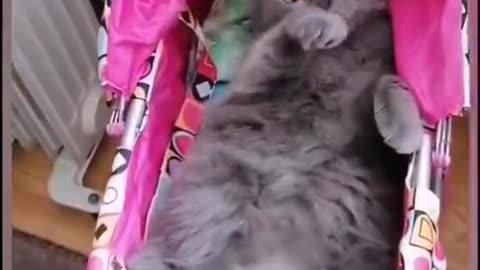 Funny pet #cat#funnycat