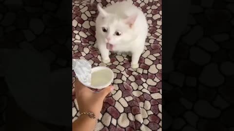 Funny Animal Videos 2023 🥰 - Funniest Dogs and Cats Videos 😁