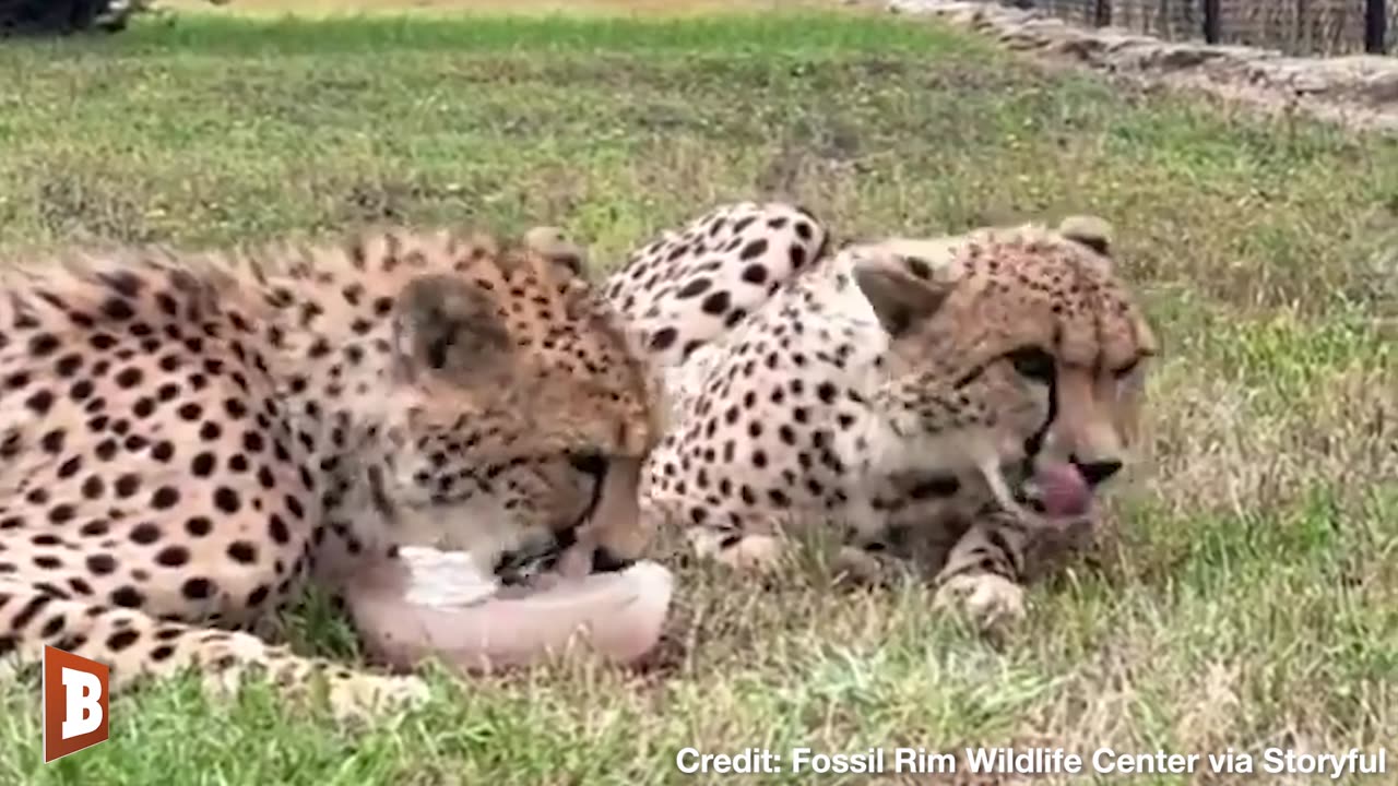 MEAT POPSICLE! Cheetahs Enjoy ICY TREAT to Cool Down in over 100 Degree Texas Heat