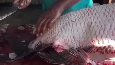 Biggest fish cutting