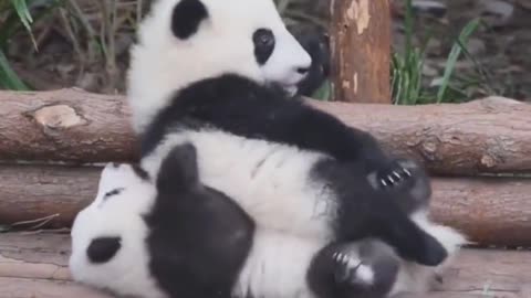 Lovely panda