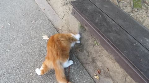 How I Trained My Cats