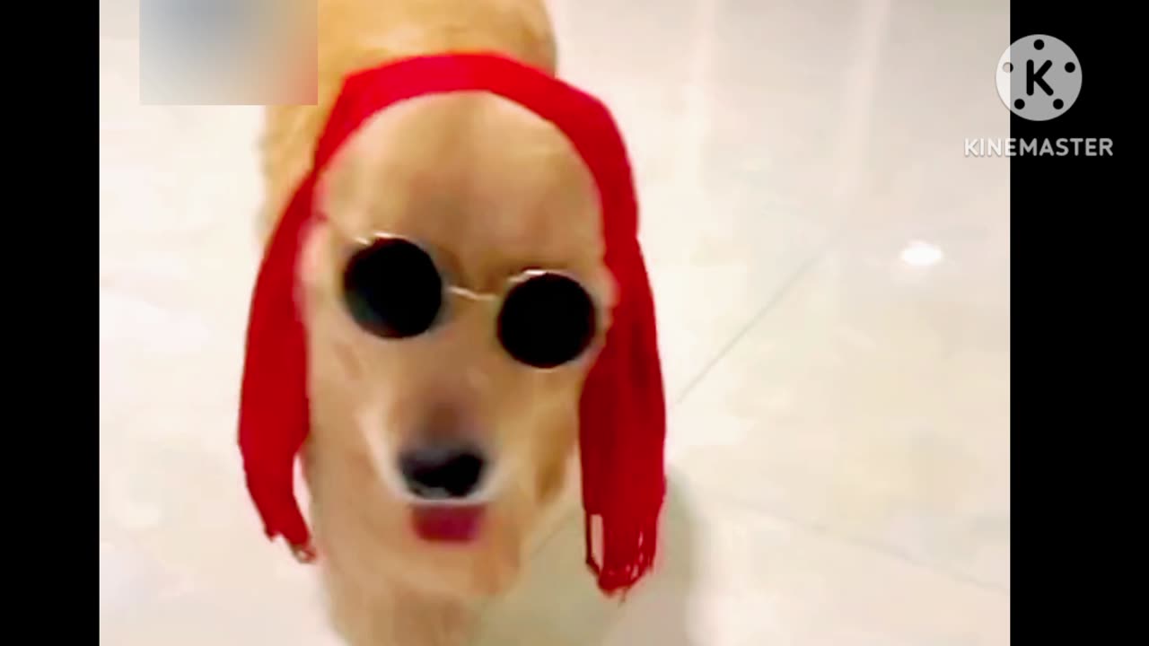 Funny dog video Very funny Cat video 2023new funny dog video