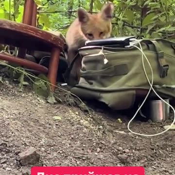 Ukrainian Fox Working for the Russians