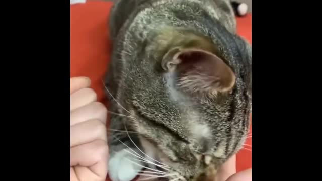 Purr-fectly Adorable: A Cat Video Showcase 😹