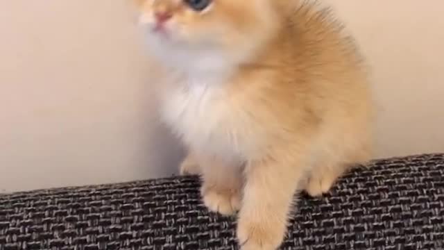 OMG So Cute Cats ♥ Best Funny Cat ❤️🐈Videos 2021 #shorts