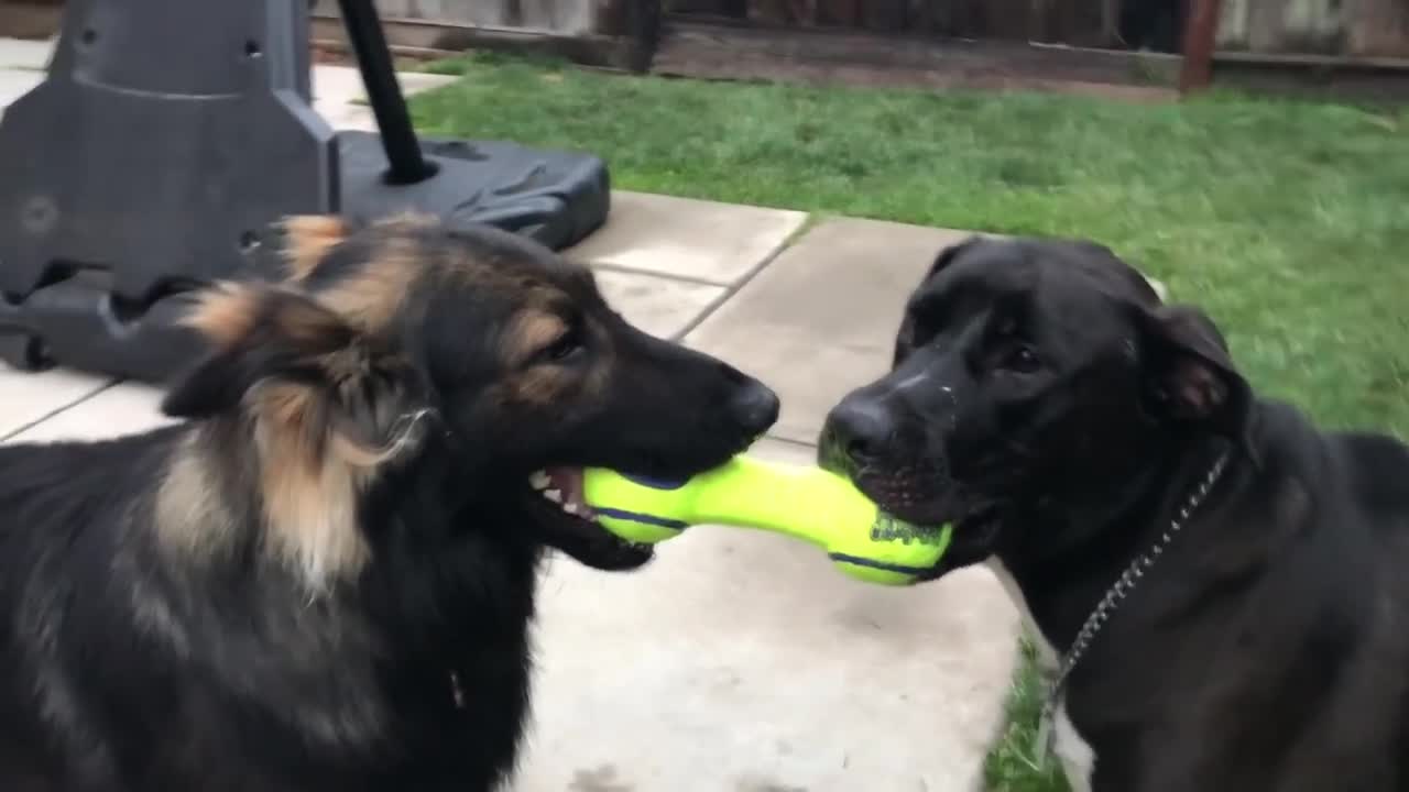 Dogs fight over toy,