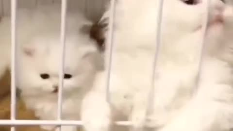 Cute and funny cat video.