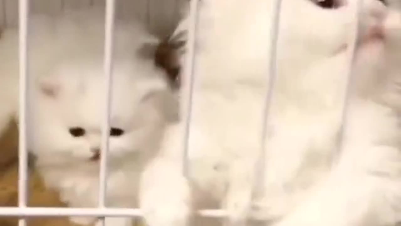 Cute and funny cat video.