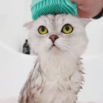 Funny cat video please enjoy 😂😁