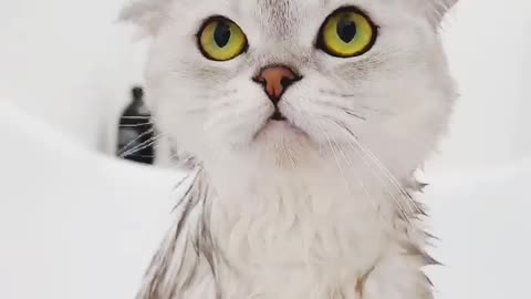 Funny cat video please enjoy 😂😁