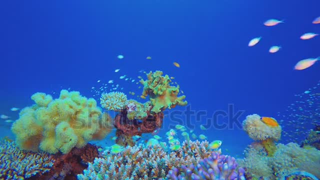 Coral reefs with beautiful fish field