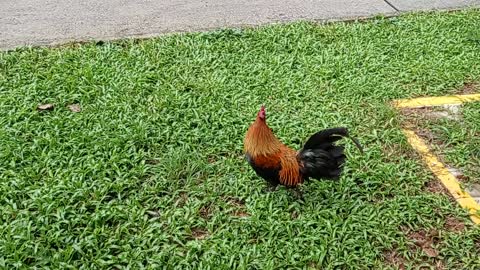 Free roaming roosters Aug 2021