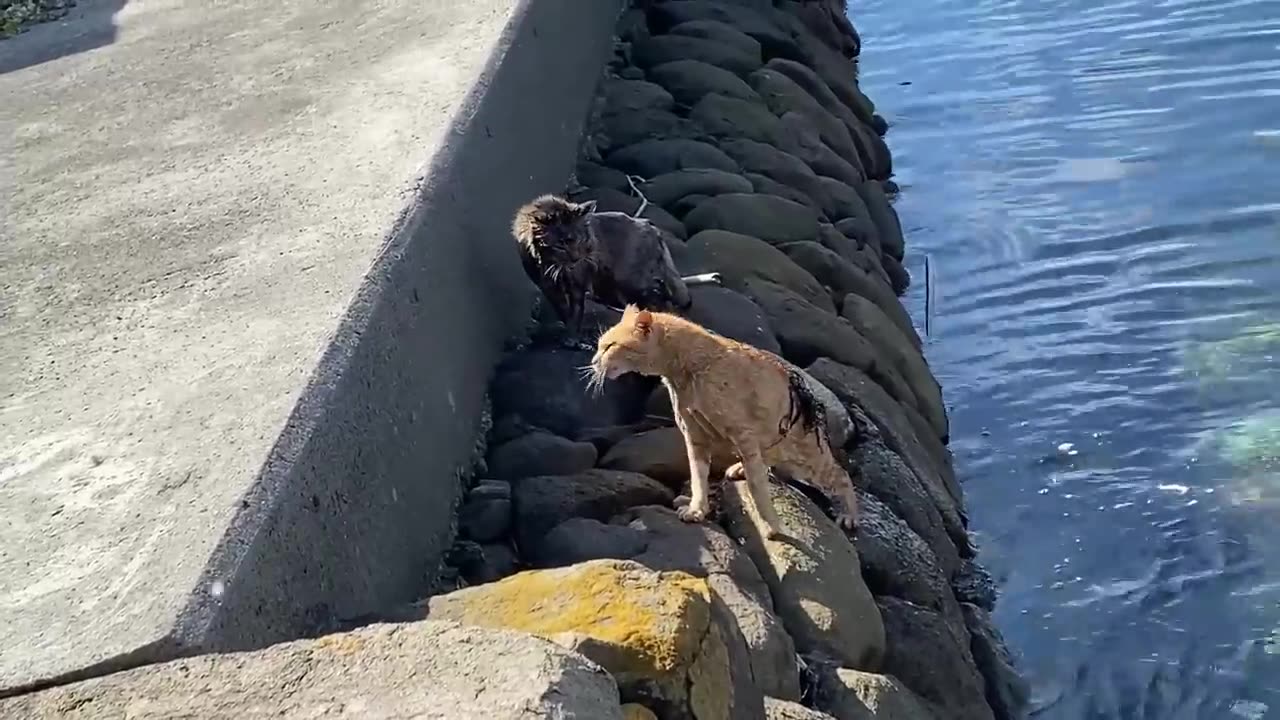 ♥Cat Fight in Japan's Cat Island 2023