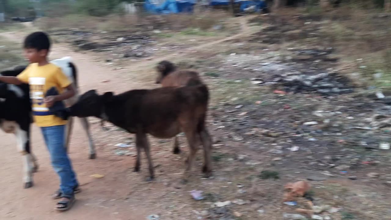 Cow friends