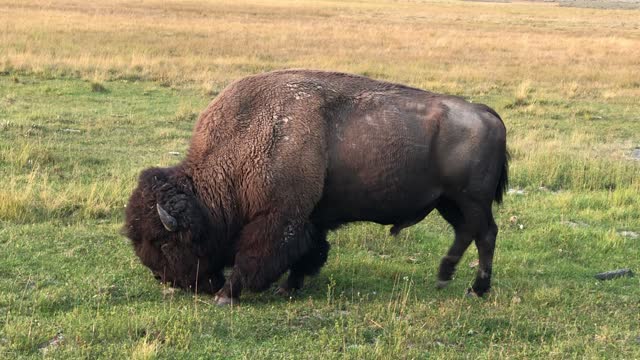 Close up Bison in Yellowstone