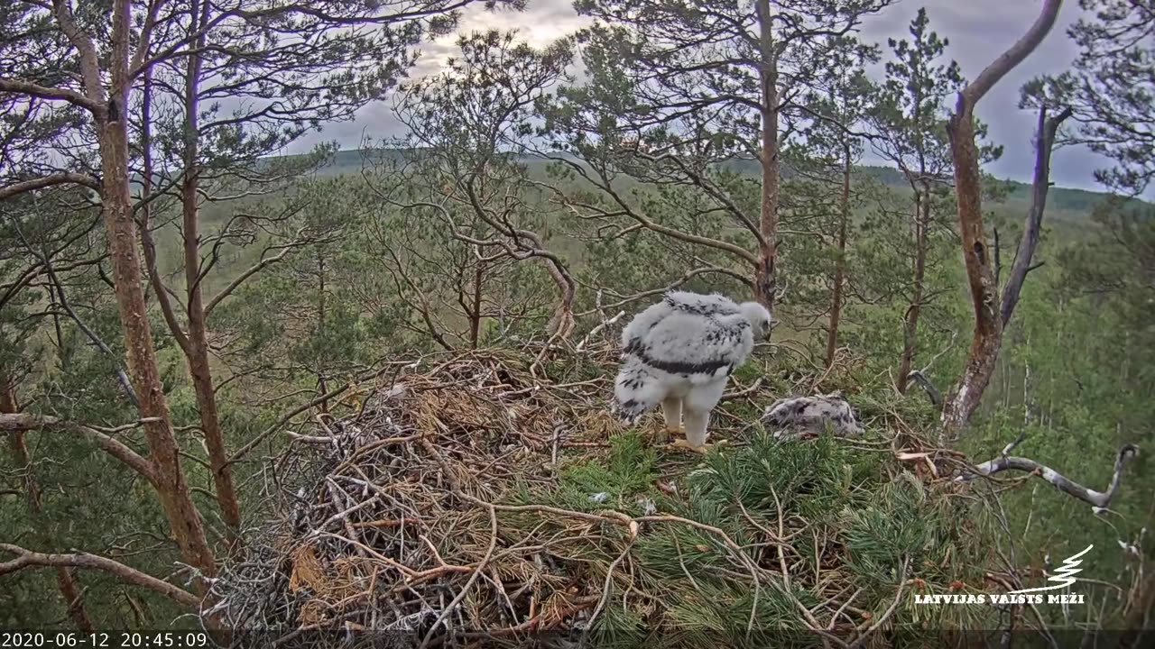 Golden Eagle Cam in Latvia Prey delivered finally