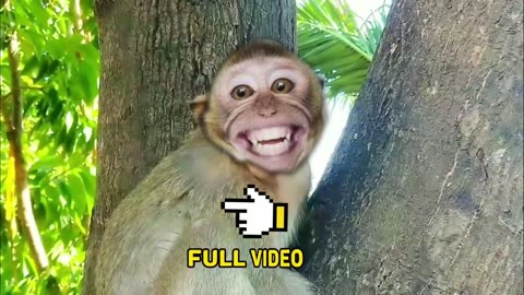 monkey ssmile