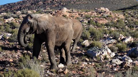 Two Elephants And A Group Of Wild Goats Grazing In Their Natural Habitatat