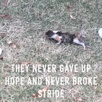 We SAVED Two LITTLE KITTENS...They NEVER GAVE UP! A lesson for us all