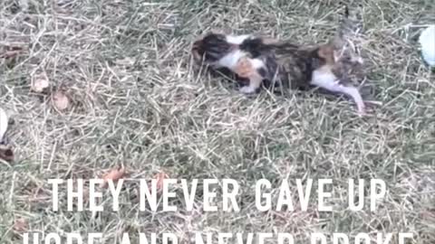 We SAVED Two LITTLE KITTENS...They NEVER GAVE UP! A lesson for us all