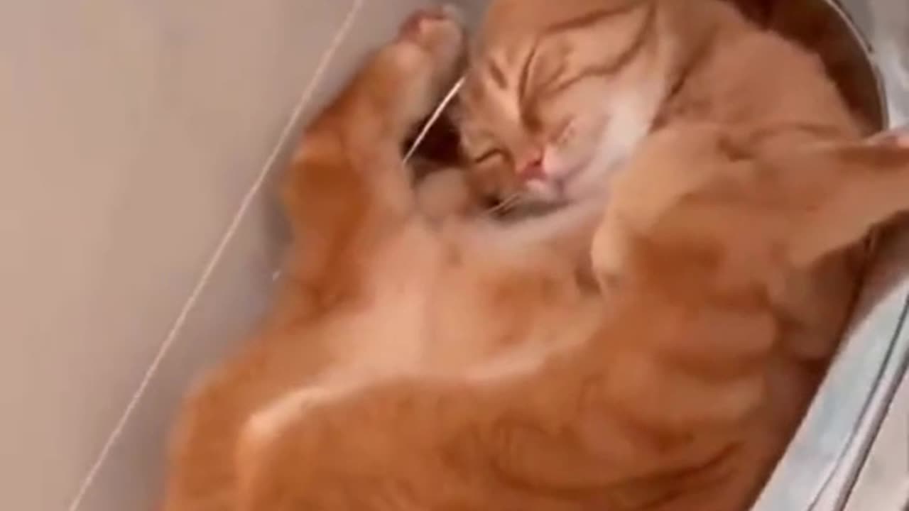 Cats Can Sleep Anywhere!