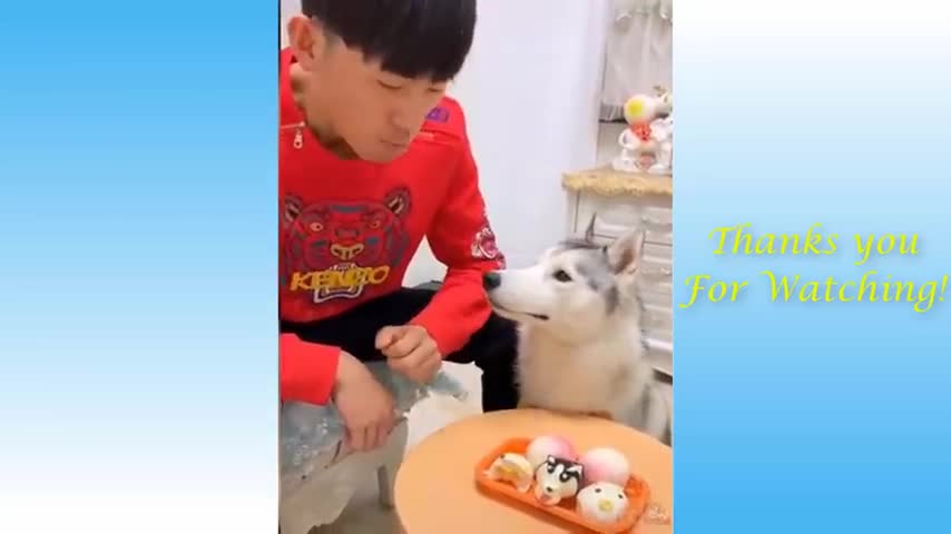 cute cats doing funny thing cutest in he world