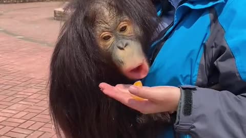 orangutans