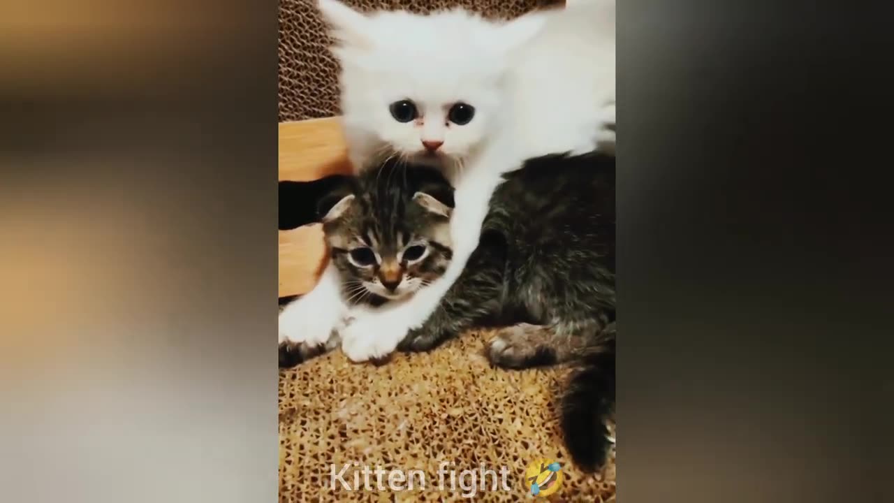 Funniest Animal Moments Compilation - Cute and Hilarious Pets